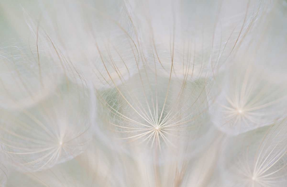 Canada, Quebec, Goats beard seed head